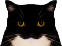 :chat_mignon2: