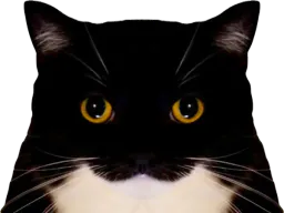 :chat_mignon2: