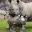 Photo de profil de Rhinopharos