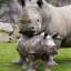 Photo de profil de Rhinopharos