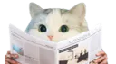 :CattoJournal: