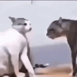 :Detruire_son_frere_pour_une_chatte:
