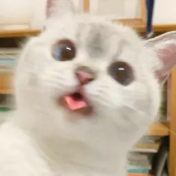 :Chat_copain_8: