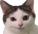 :chat_perplex: