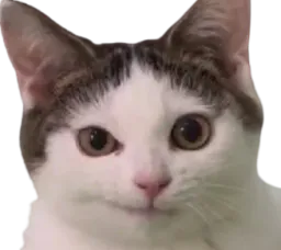 :chat_perplex:
