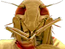 :insecte_moche: