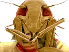 :insecte_moche: