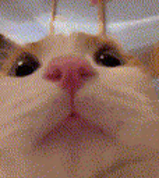 :lic: