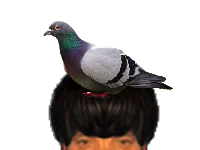 :Pigeon_puceau: