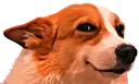 :Suspichien: