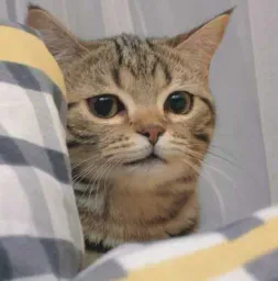 :CutestCat: