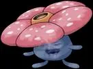 :Raflesia: