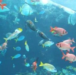 :ocean: