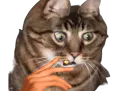 :Chat_chocbar: