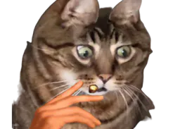 :Chat_chocbar: