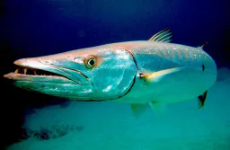 :barracuda: