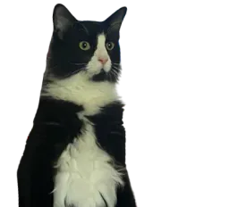 :chatdeboutzoom: