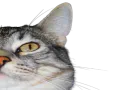 :CS_Droite: