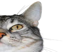 :CS_Droite: