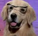 :goldenwhat: