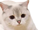 :Fearcat: