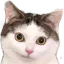 Photo de profil de Homies