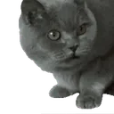 :Chat_vomi: