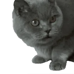 :Chat_vomi: