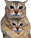 :Deuxchats: