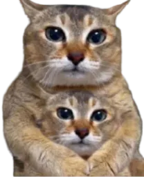 :Deuxchats: