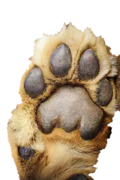 :Pattelion1: