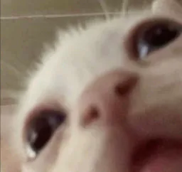 :Zoom_chat: