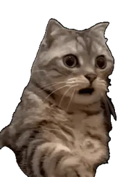 :Chatwtf: