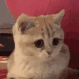 :Chat_oui: