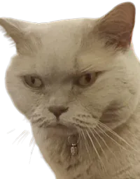 :Chat_Nounouk: