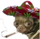 :chihuahua_fume: