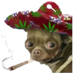 :chihuahua_fume: