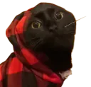 :hood_cat: