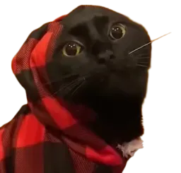 :hood_cat: