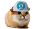 :Chamster_google: