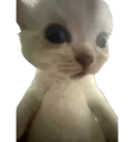 :Chazoum: