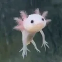 :Axolotl: