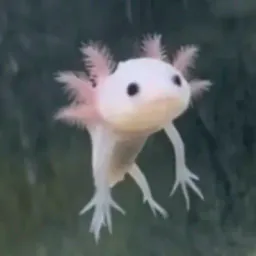 :Axolotl: