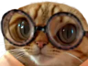 :chat_nunettes: