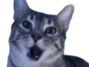 :CS_Choc: