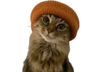 :chat_bonnet_: