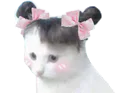 :Chat_couettes: