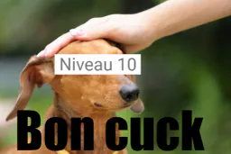 :cuck_niv_10: