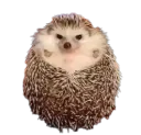 :Herissonche: