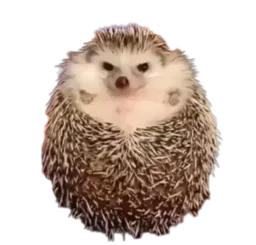 :Herissonche: